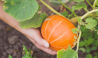 Ingredient spotlight: Pumpkin