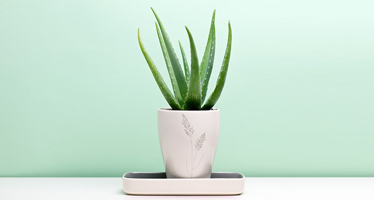 Three Reasons You Need Aloe Vera All Year Round