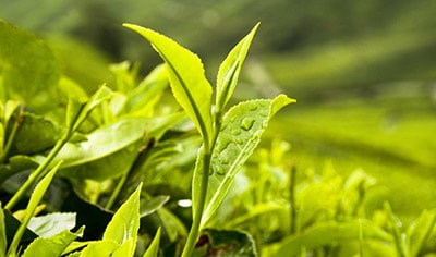 Eminence Organic Skin Care: The Story Behind The Brand