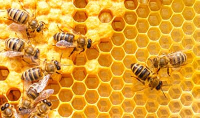 Four Reasons Why Honey Skin Care Deserves a Spot in your Daily Regimen