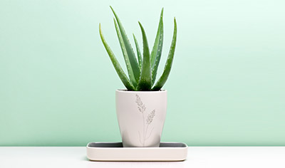 Three Reasons You Need Aloe Vera All Year Round