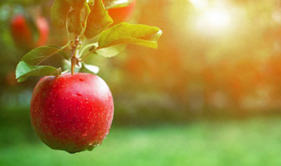 The Secret Life of Apples: Skin and Hair’s Favorite Snack