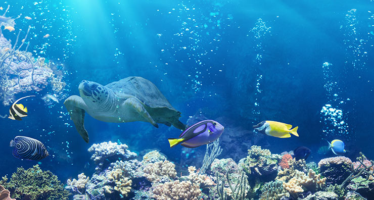 Is Sunscreen Harming Ocean Coral?