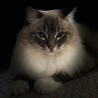 Profile Picture for Kristine